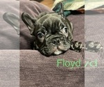 Puppy 10 Faux Frenchbo Bulldog-French Bulldog Mix