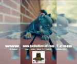 Small #3 American Bully