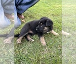 Small Photo #18 German Shepherd Dog Puppy For Sale in SENECA, SC, USA