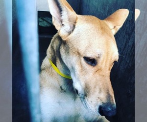 DIXIE - Female Carolina Dog Dog for Adoption - Photo #2