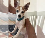 Small #2 Chihuahua Mix