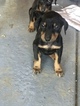 Small Photo #3 Doberman Pinscher Puppy For Sale in SUISUN CITY, CA, USA