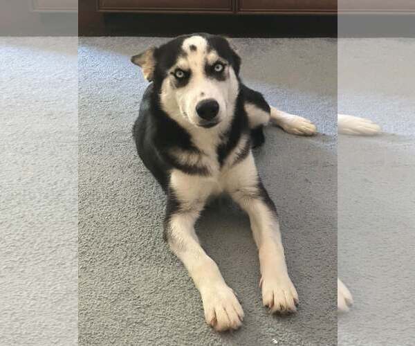 Medium Photo #1 Siberian Husky Puppy For Sale in Carrollton, TX, USA
