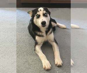 Siberian Husky Dogs for adoption in Carrollton, TX, USA