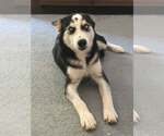 Bree - Female Siberian Husky Dog for Adoption - Small photo