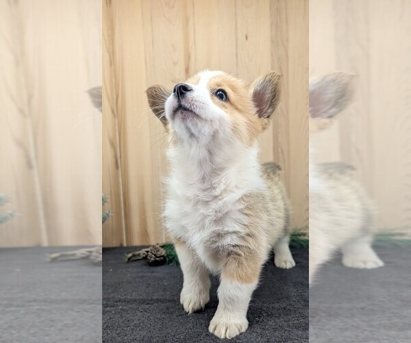 Medium Photo #4 Pembroke Welsh Corgi Puppy For Sale in GOSHEN, IN, USA