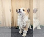 Small #3 Pembroke Welsh Corgi