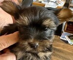 Puppy Puppy 3 Yorkshire Terrier