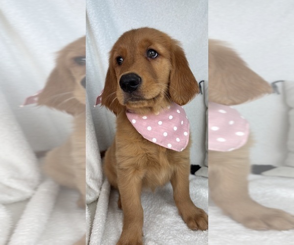 Medium Photo #1 Golden Retriever Puppy For Sale in GREENFIELD, IN, USA
