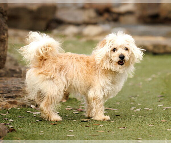 Medium Photo #8 Havamalt Puppy For Sale in McKinney, TX, USA