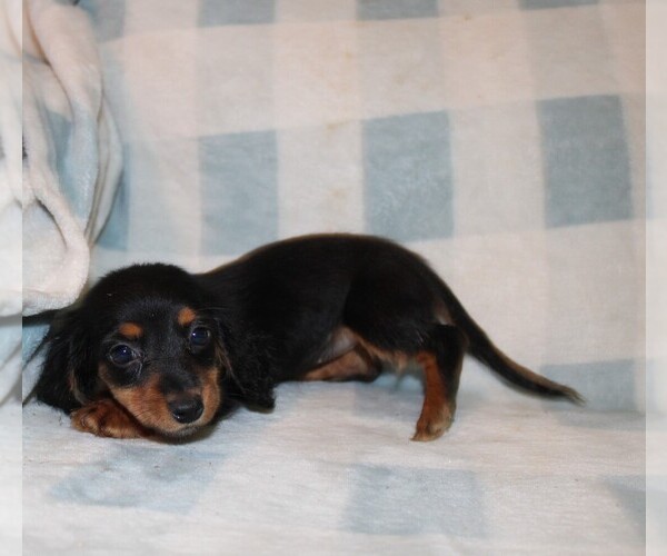 Medium Photo #2 Dachshund Puppy For Sale in BLMGTN, IN, USA