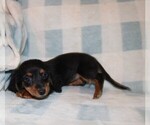 Small #1 Dachshund