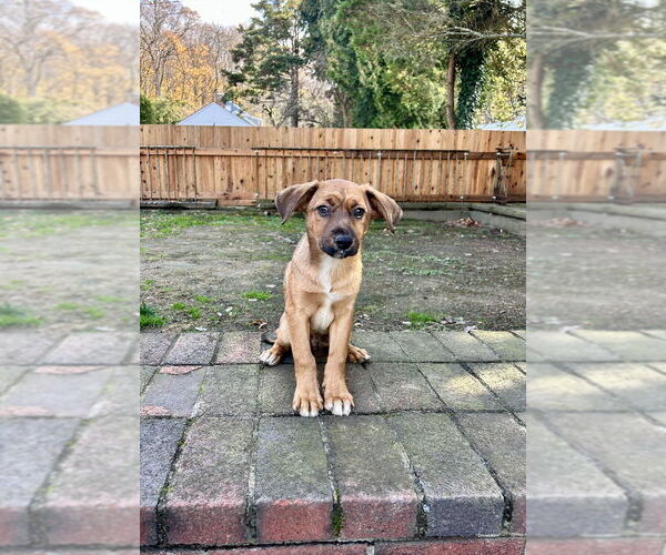 Medium Photo #2 Labrador Retriever-Unknown Mix Puppy For Sale in Brewster, NY, USA