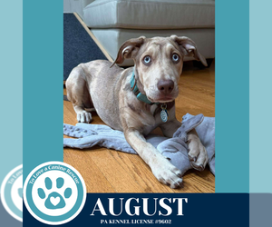Catahoula Leopard Dog-Great Dane Mix Dogs for adoption in Kimberton, PA, USA