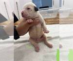 Small #4 American Bulldog