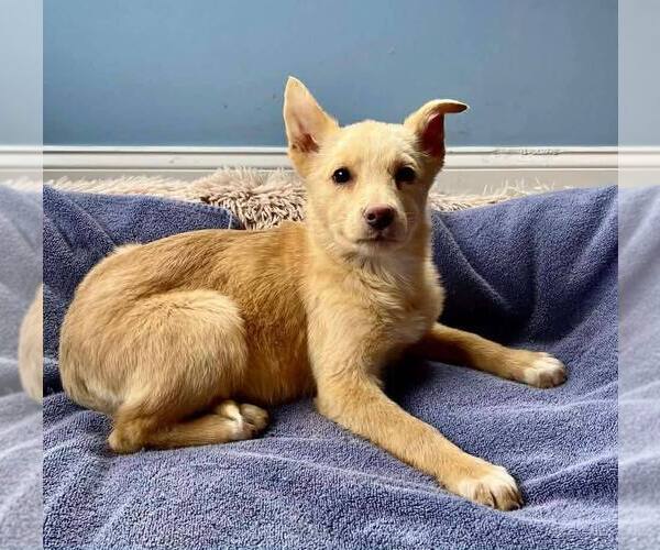 Medium Photo #2 Labrador Retriever-Unknown Mix Puppy For Sale in New York, NY, USA
