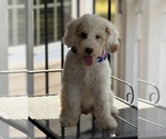 Small #11 Goldendoodle (Miniature)