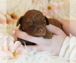 Puppy Blossom Poodle (Toy)