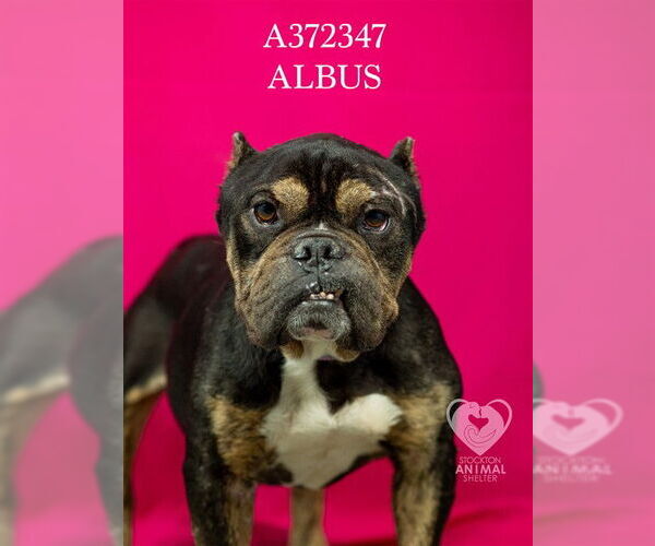 Medium Photo #2 Bulldog Puppy For Sale in Stockton, CA, USA