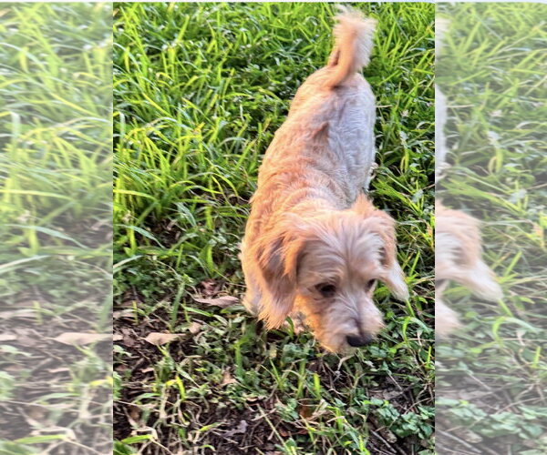 Medium Photo #4 Doxiepoo (Miniature) Puppy For Sale in Oakhurst, NJ, USA