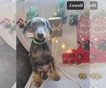 Small Photo #9 Doberman Pinscher Puppy For Sale in POMEROY, OH, USA