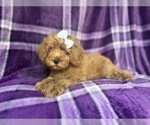 Cock-A-Poo Puppy for sale in LAKELAND, FL, USA