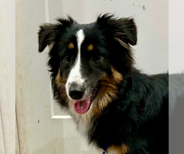 Medium Photo #1 Australian Shepherd-Unknown Mix Puppy For Sale in Canton, CT, USA