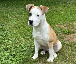 English Bulldog-Siberian Husky Mix Dogs for adoption in SWEETWATER, TN, USA