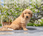 Small Photo #7 Golden Retriever Puppy For Sale in WOLCOTTVILLE, IN, USA