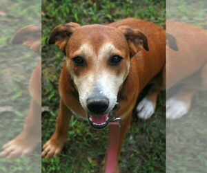 Madison - Female Labrador Retriever-Unknown Mix Dog for Adoption - Photo #7