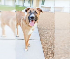 Mutt Dogs for adoption in Chandler, AZ, USA