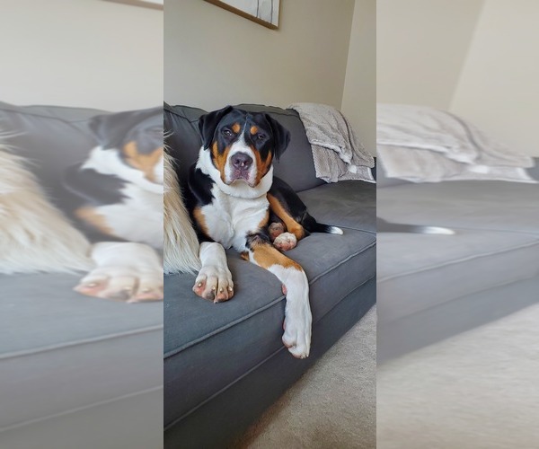 Medium Photo #3 Greater Swiss Mountain Dog Puppy For Sale in LAKEVILLE, MN, USA