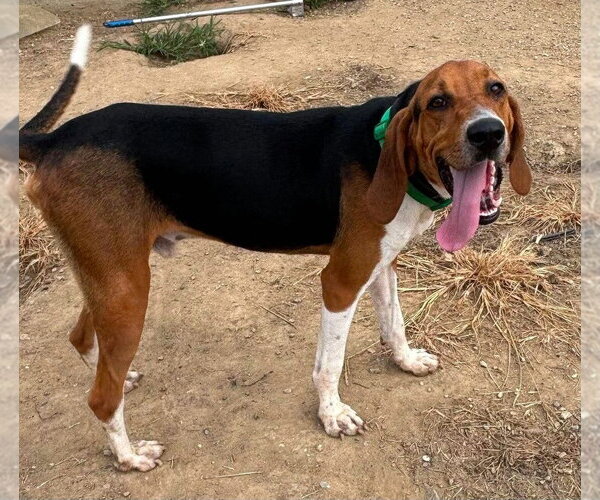 Medium Photo #1 Treeing Walker Coonhound Puppy For Sale in Aurora, IN, USA