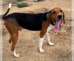 Owens : Elvis - Male Treeing Walker Coonhound Dog for Adoption - Small photo