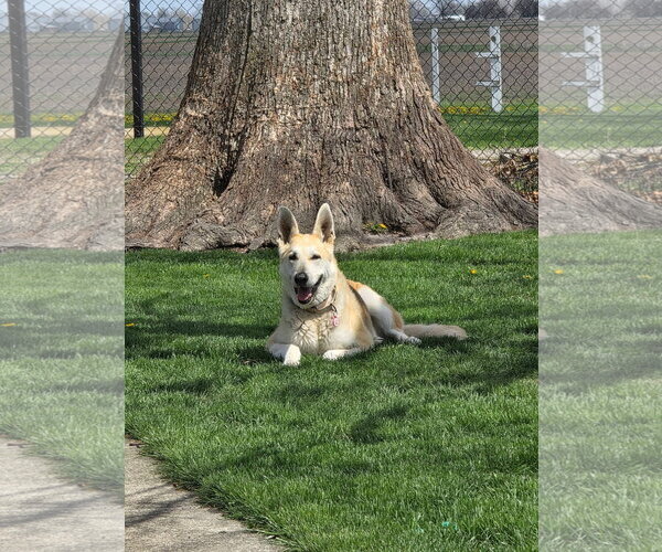 Medium Photo #1 Mutt Puppy For Sale in Germantown, OH, USA