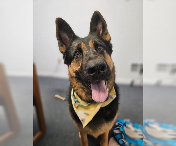 Medium Photo #2 German Shepherd Dog Puppy For Sale in Gloversville, NY, USA