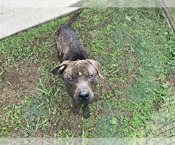 Medium Photo #2 American Staffordshire Terrier-Unknown Mix Puppy For Sale in Waco, TX, USA