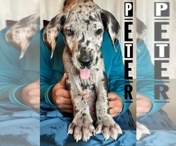 Medium Photo #16 Great Dane Puppy For Sale in COLUMBUS, OH, USA