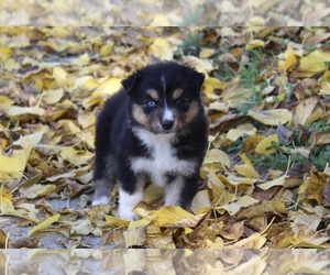 Medium Australian Shepherd