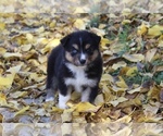 Puppy Maple Australian Shepherd