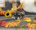 Small Photo #2 Schnauzer (Miniature) Puppy For Sale in BOISE, ID, USA