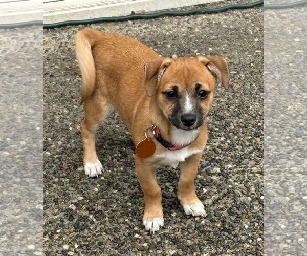 Medium Photo #1 Chiranian Puppy For Sale in Bellevue, WA, USA