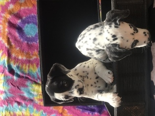Dalmatian Puppy for sale in WALDORF, MD, USA