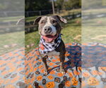 Small #6 American Staffordshire Terrier