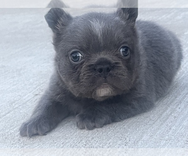 Medium Photo #7 French Bulldog Puppy For Sale in JUSTIN, TX, USA
