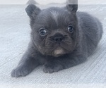 Small #6 French Bulldog