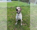 Small #4 Plott Hound-Pointer Mix