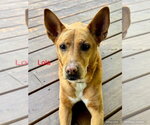 Small #6 Chow Chow-Rat Terrier Mix