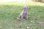 Small Photo #6 Neapolitan Mastiff-Weimaraner Mix Puppy For Sale in ROME, GA, USA