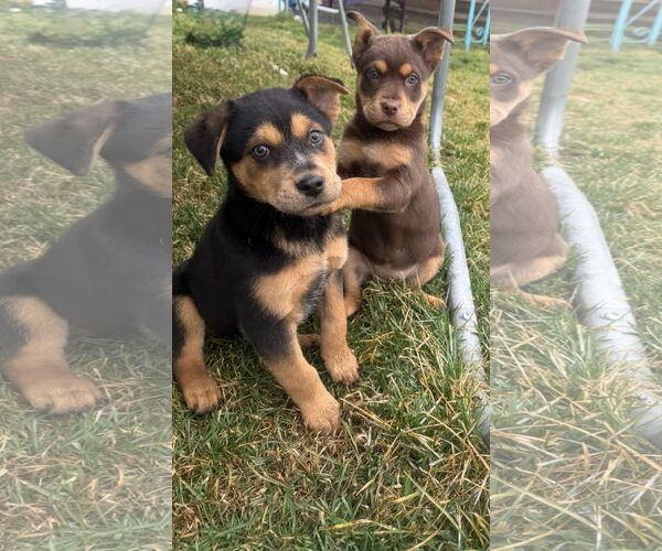 Medium Photo #2 Mutt Puppy For Sale in Sandy, UT, USA